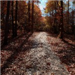 Walking path during fall