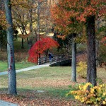 Colorful fall trees in the park