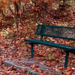 Bench during fall