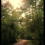 Walking trail on a sunny day